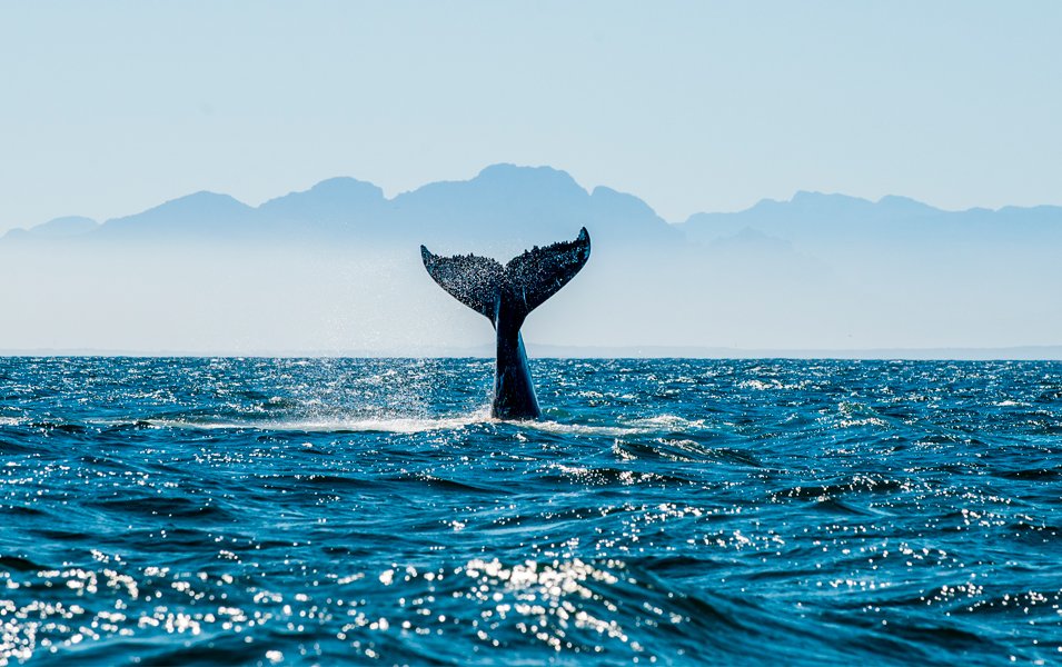 Comitted to protect wildlife | MSC Cruises Comitted to protect wildlife | MSC Cruises