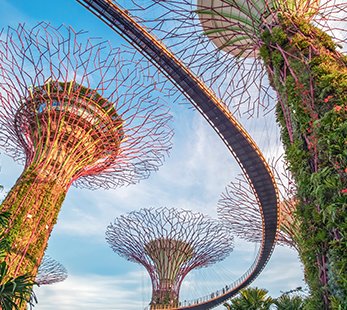 A stunning view of the Supertree Grove in Singapore | MSC Cruises